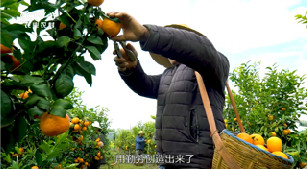 万众缘农业